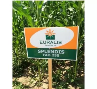 Сплендис - гибрид кукурузы ( Zea mays L.).