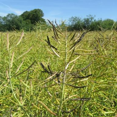 Фунгициды на рапсе