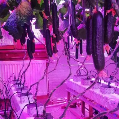 Огурец На Искуственном Освещении