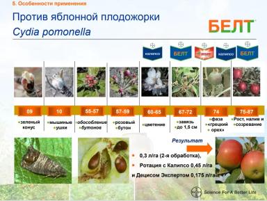 Борьба с яблонной плодожоркой – практические рекомендации
