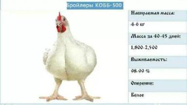 Бройлер Кобб 500