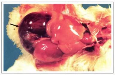 Колибактериоз птицы (колисептицемия)