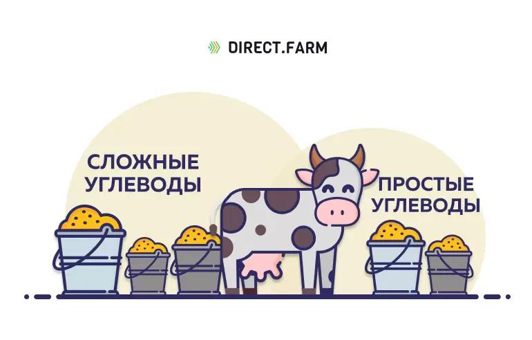 Углеводы в кормлении скота