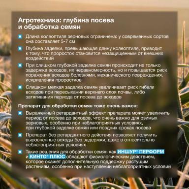 🌾 Озимые готовы к перезимовке!