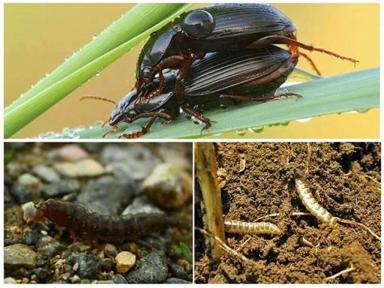 Хлебная жужелица