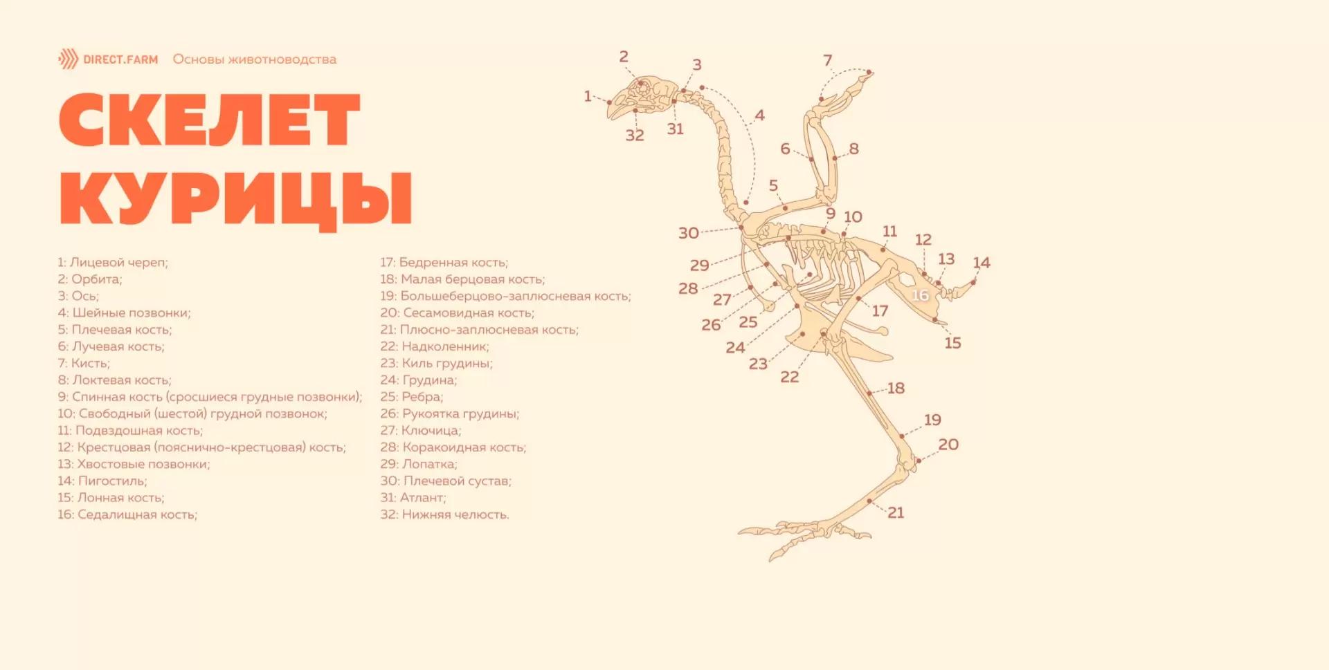 Строение скелета домашней птицы