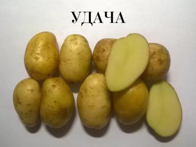 Удача картофель