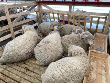 Черноземельский меринос - порода овец 