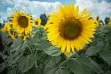 ДОН РА  - гибрид подсолнечника ( Helianthus annuus L.). Раннеспелый.