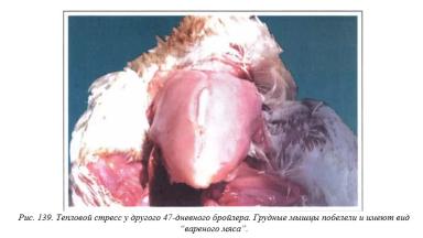 Вегад - Атлас болезней птицы. Ч. 28. Тепловой стресс