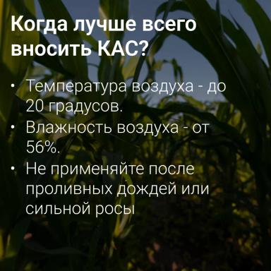 🌾 Как вносить КАС так, чтобы сохранить высокую урожайность?