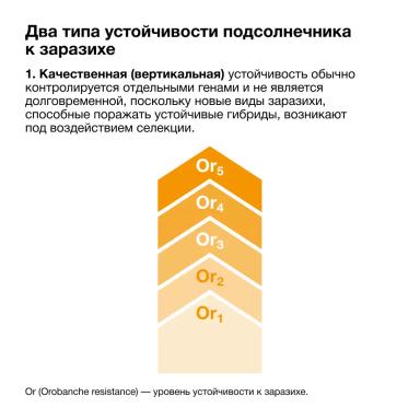 🌻 Механизм сопротивления к заразихе