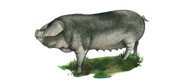 Гасконская порода свиней