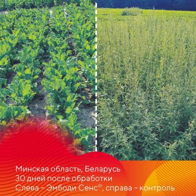 Эмбоди Сенс® – снижает число гербицидных обработок на свекле