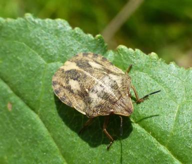 Клоп вредная черепашка