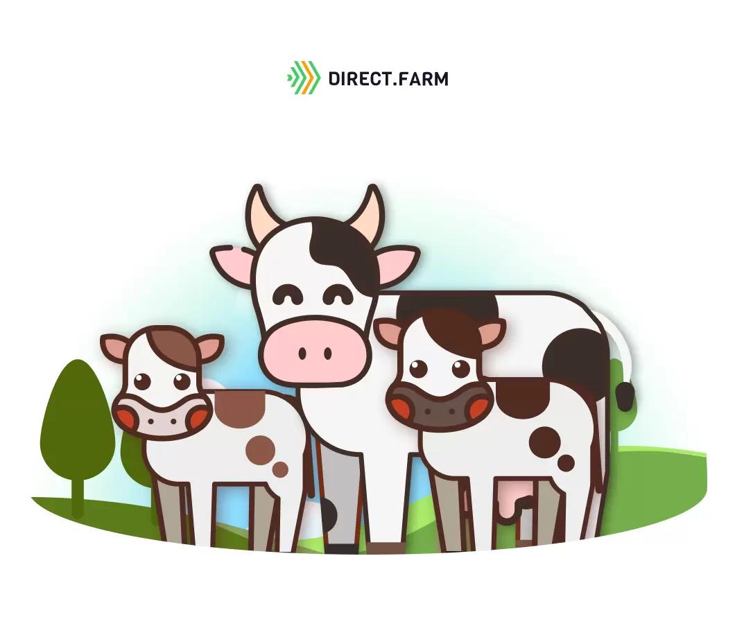 Можно ли предотвратить рождение двойни у молочных коров?