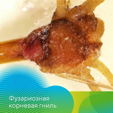 Осенний анализ семян