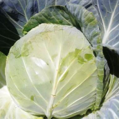 Циклоп  F1  (ZYKLOP)