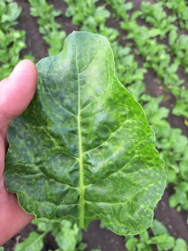 Подскажите,пожалуйста,что с сахарной свёклой?