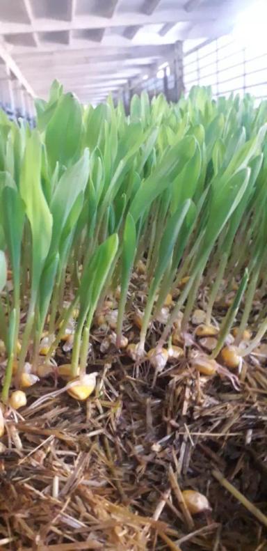 Получение фуражного витаминного корма из кукурузы F1