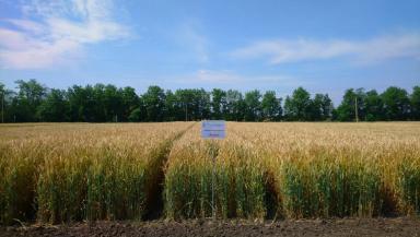 Анка  сорт мягкой озимой пшеницы