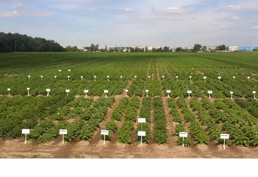 Испытание новых и перспективных сортов Картофеля 