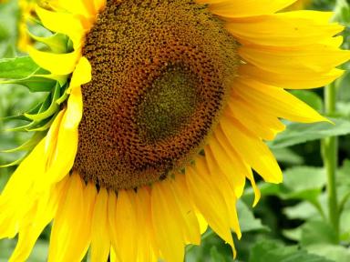 Тристан  - гибрид подсолнечника (  Helianthus annuus L.).