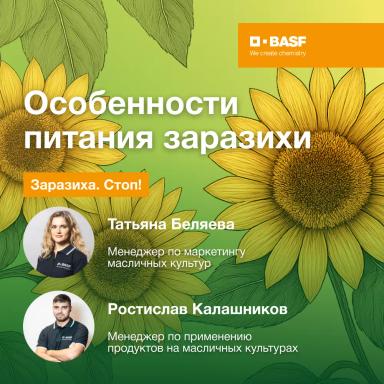 🌻 Как заразиха отбирает жизненные силы у подсолнечника?