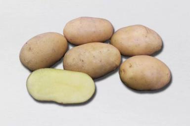 Колымский картофель
