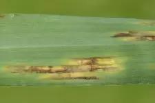 Сетчатая пятнистость ячменя