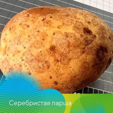 Проверьте картофель перед посадкой!