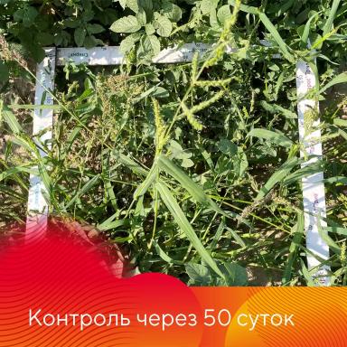 Защита картофеля от сорняков