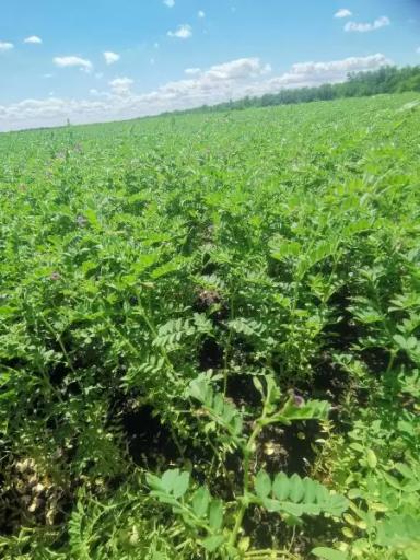 Лира чечевица