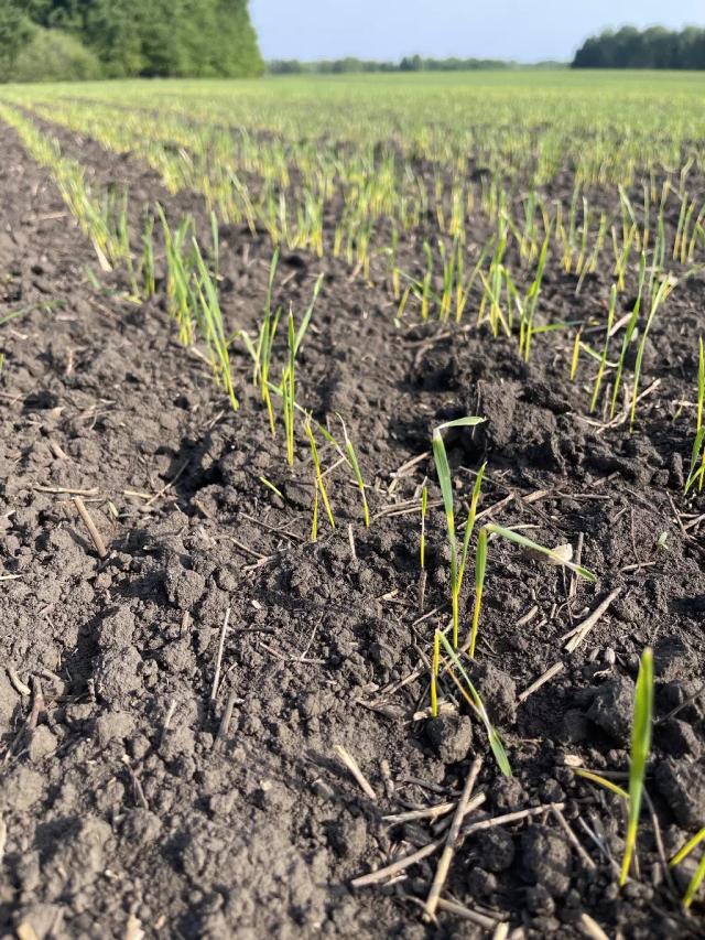 Пшеница яровая