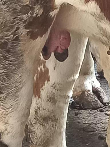 Вопросы из чатов: что с выменем у телки?