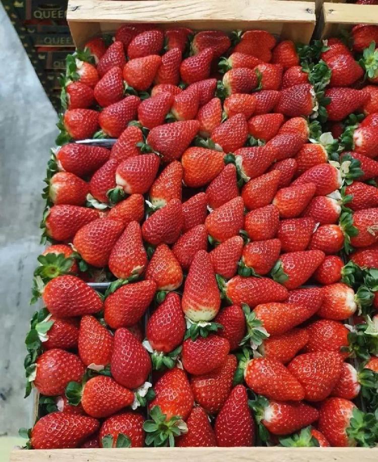 Клубника сорт Сибилла (SIBILLA).