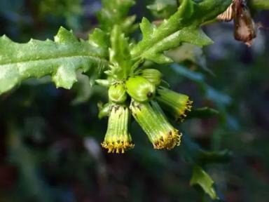 Крестовник обыкновенный