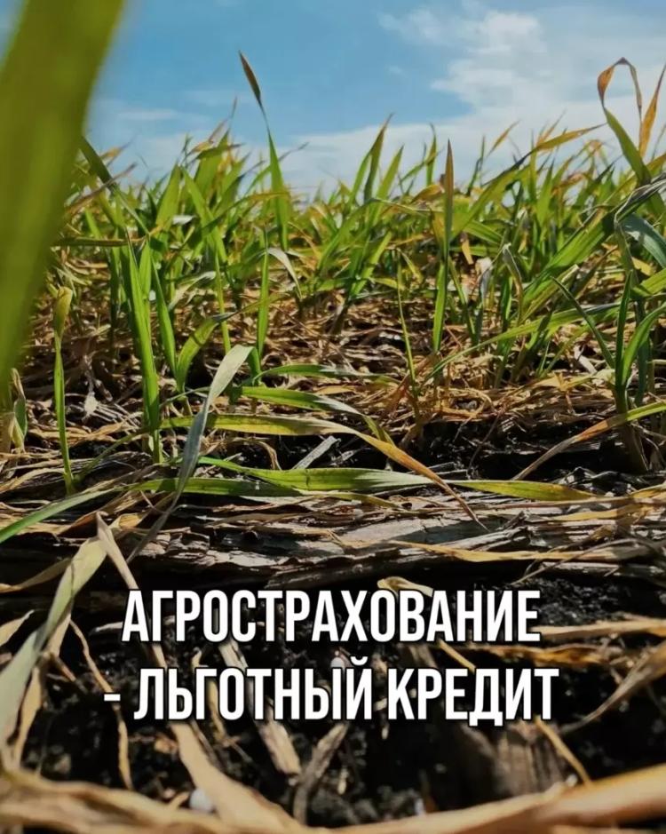 АГРОСТРАХОВАНИЕ - ЛЬГОТНЫЙ КРЕДИТ