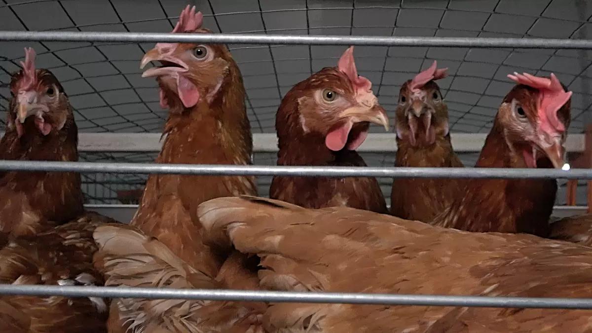 Стоит ли инкубировать яйцо и как закупать кур-несушек для бизнеса?