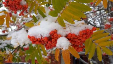 Первый снег в этом году таять не собирается, идет всю неделю...