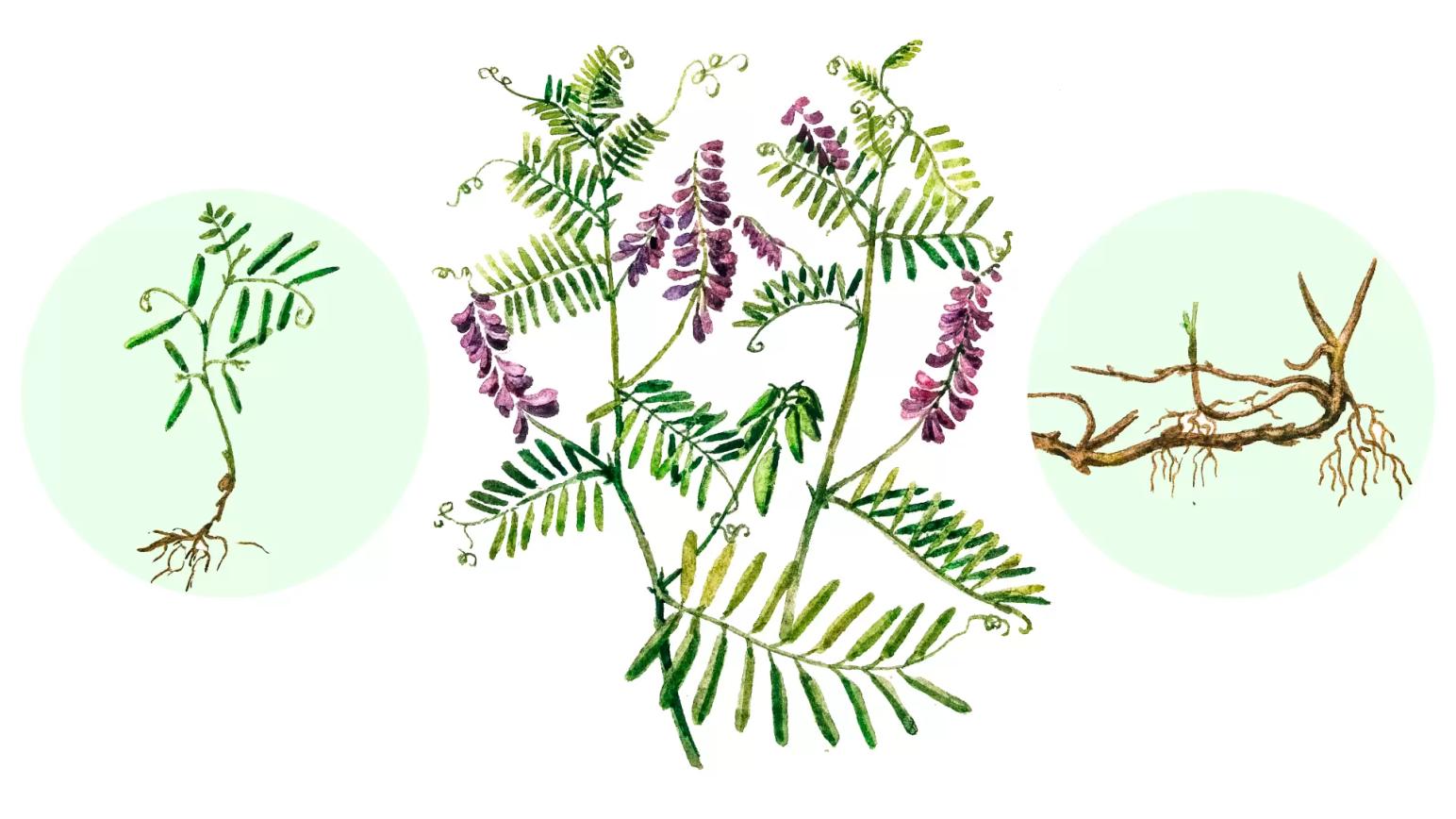 Мышиный горошек