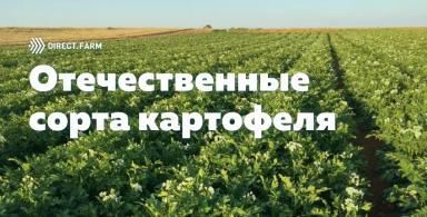 Перспективные сорта картофеля отечественной селекции