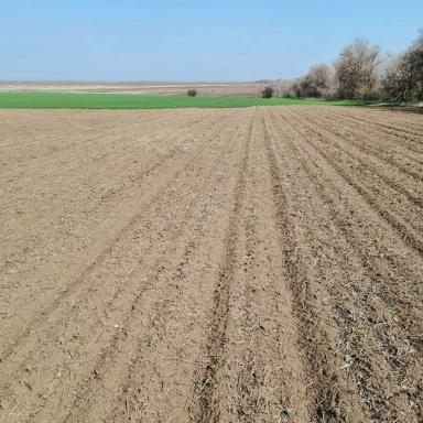 Хлебная жужелица, кто как борется?