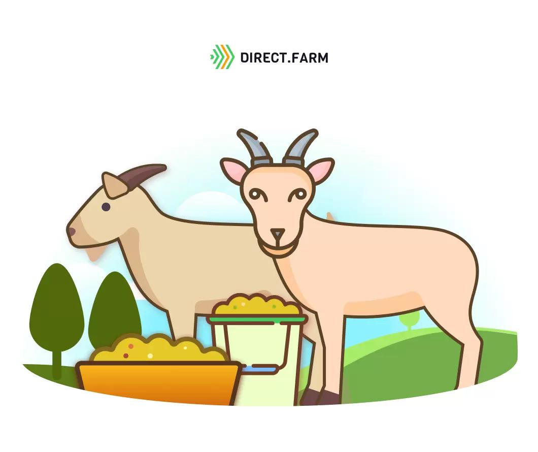 Рекомендации по откорму козликов