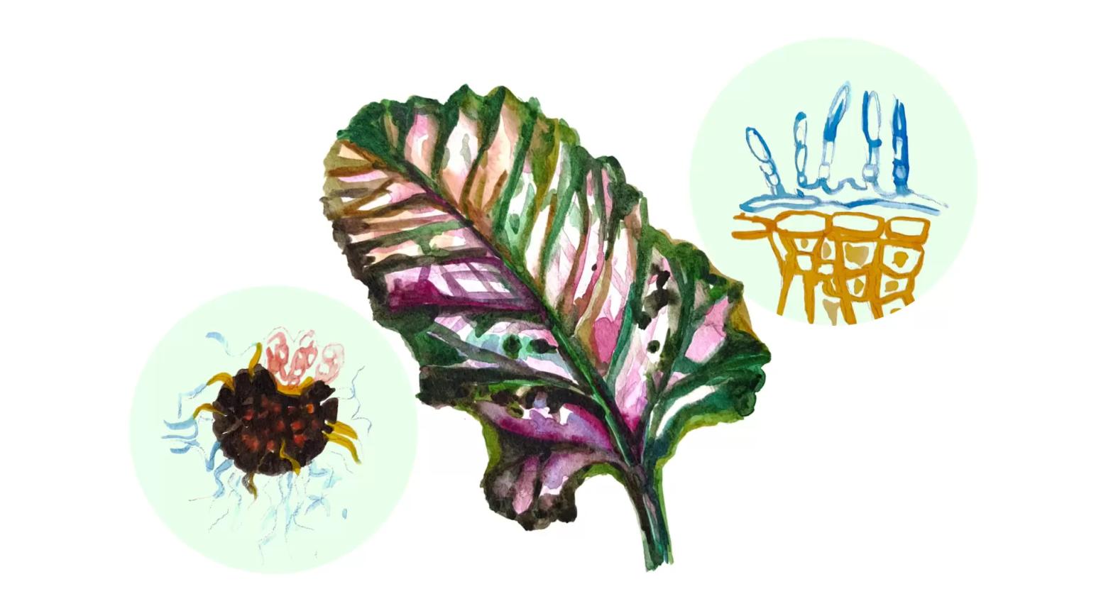 Мучнистая роса сахарной свёклы