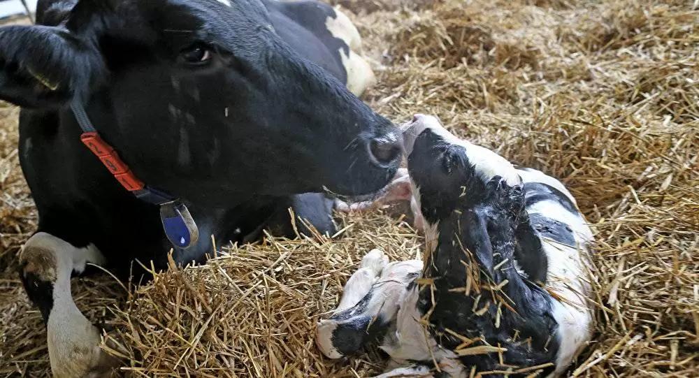 Вопросы из чатов: что делать, если корова вялая после отела?