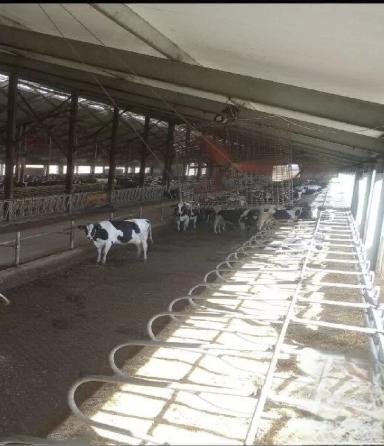 Как солнечное излучение может вызвать хромоту у коров