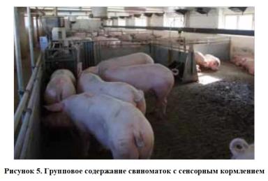 Низкие потери и высокая продуктивность в свиноводстве – сочетаемы