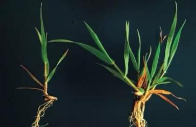 Эгилопс цилиндрический