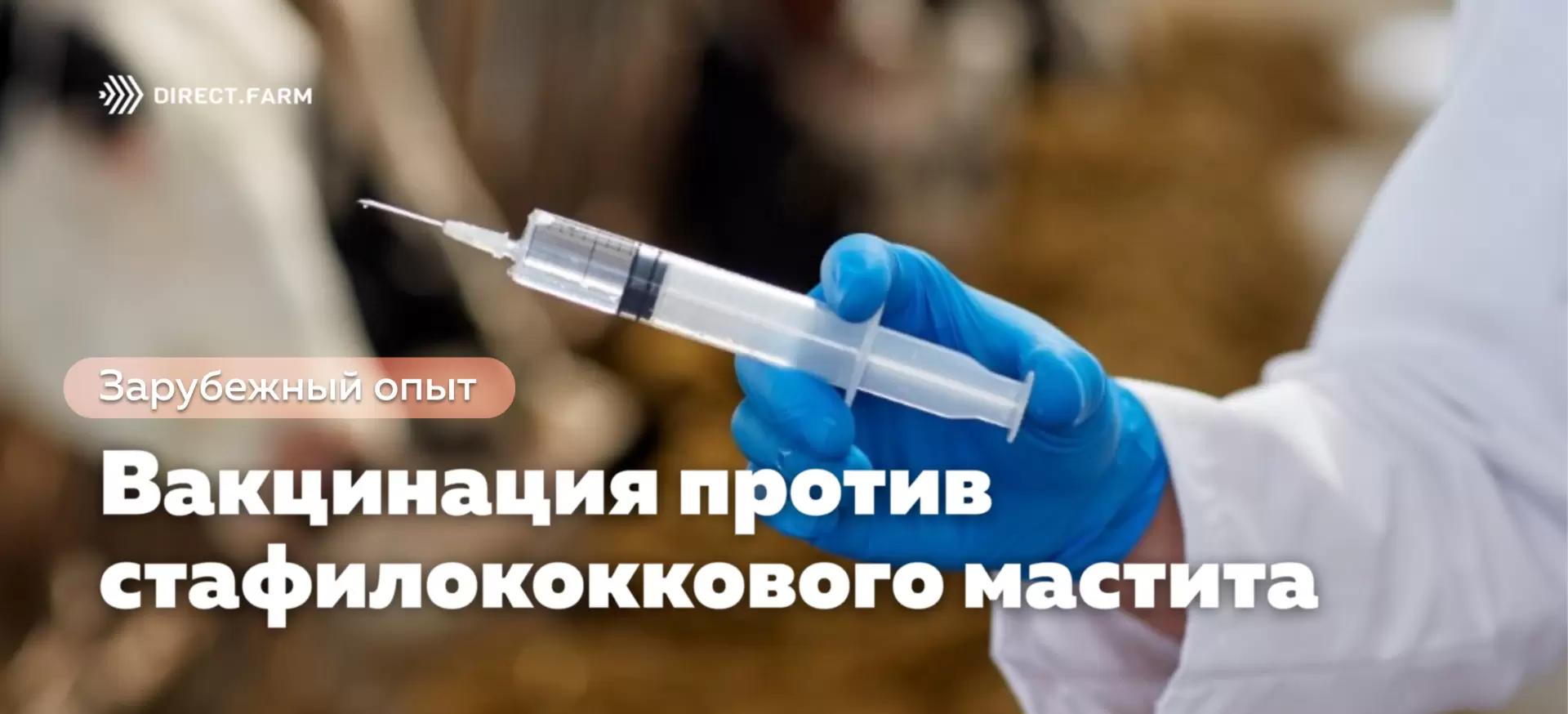 Вакцинация молочного скота против стафилококкового мастита 